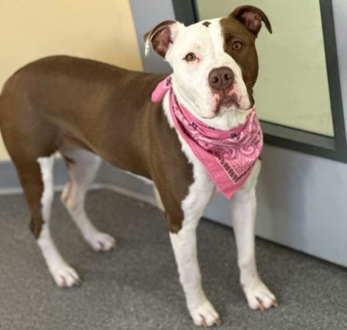 Photo of Adora