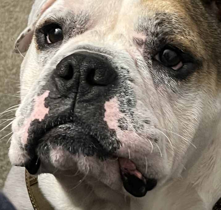 Photo of Bubba aka Big Boy
