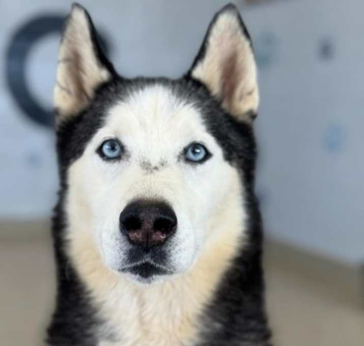Photo of Rio ** Adoption Fee Sponsored*