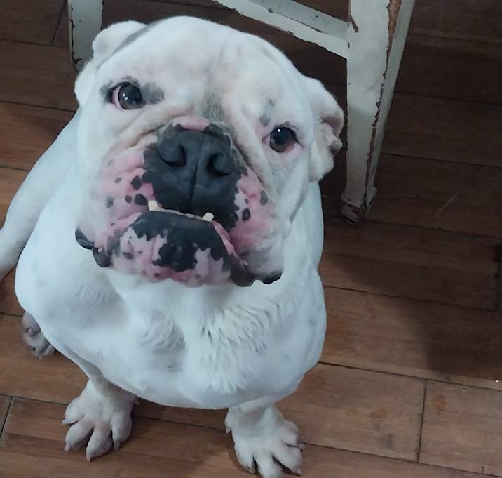 Photo of Pearl