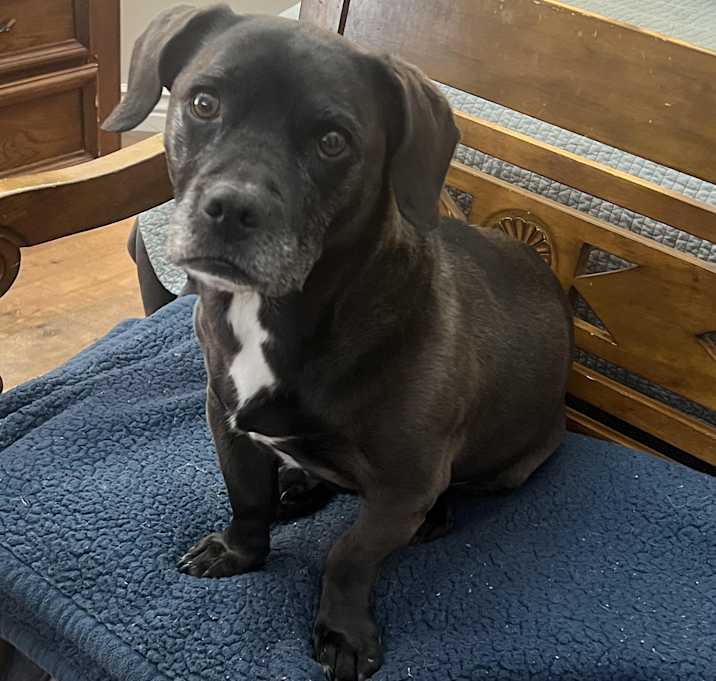 Photo of Midge