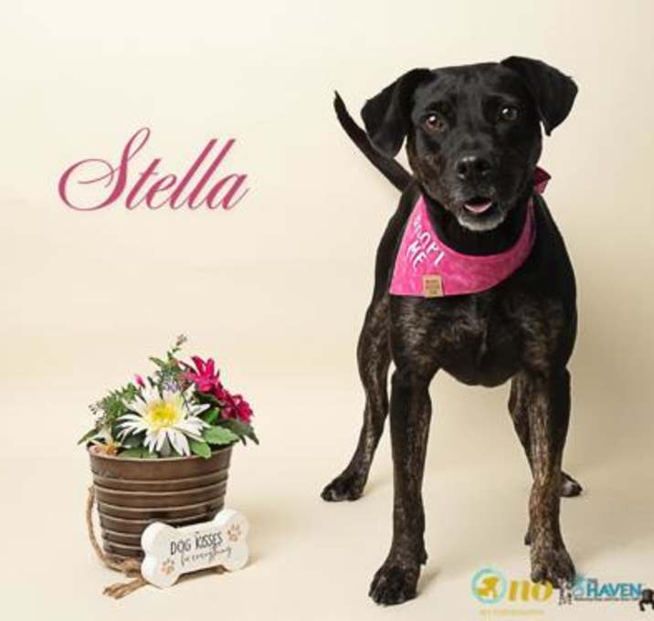 Photo of Stella