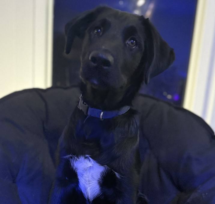 Photo of Bluey