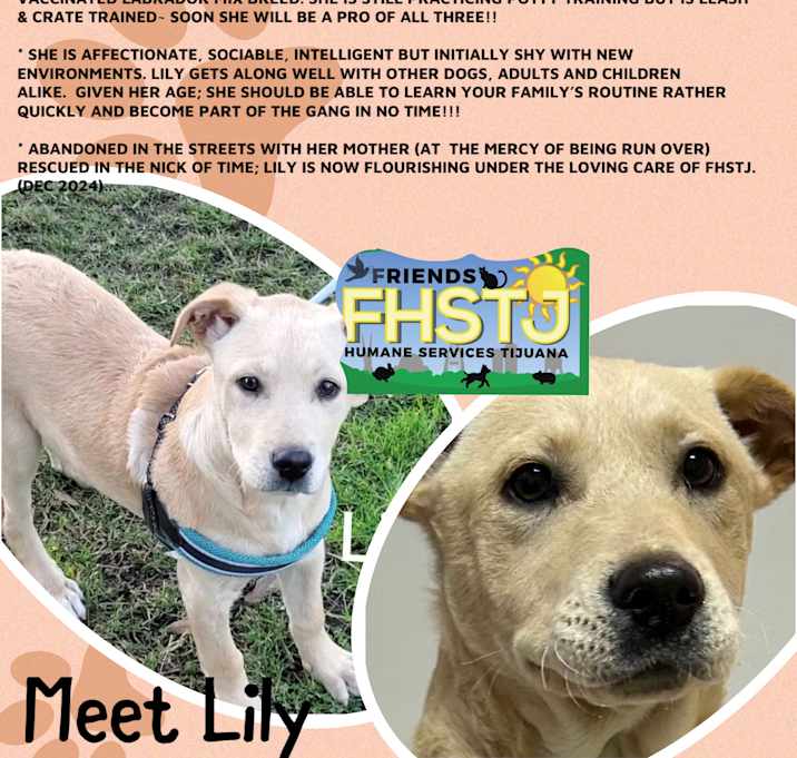 Photo of Lily