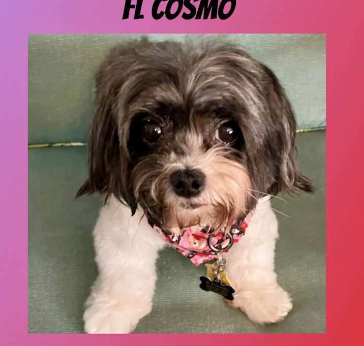 Photo of Cosmo
