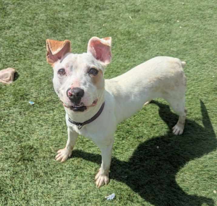 Photo of ChiChi