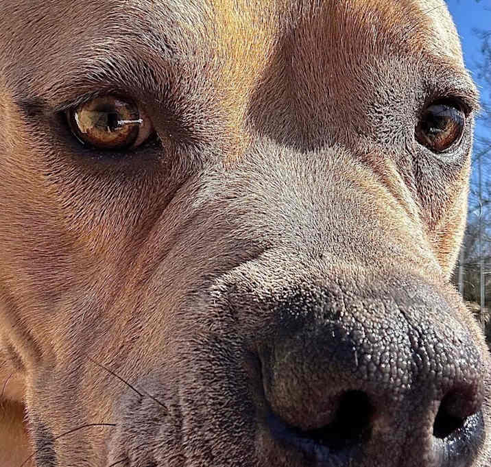 Photo of Nitro