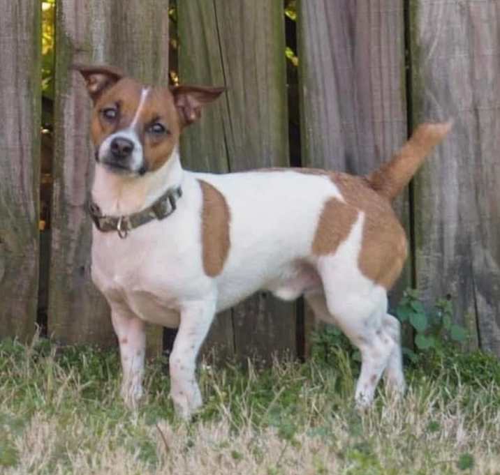 Photo of Benji in Belton
