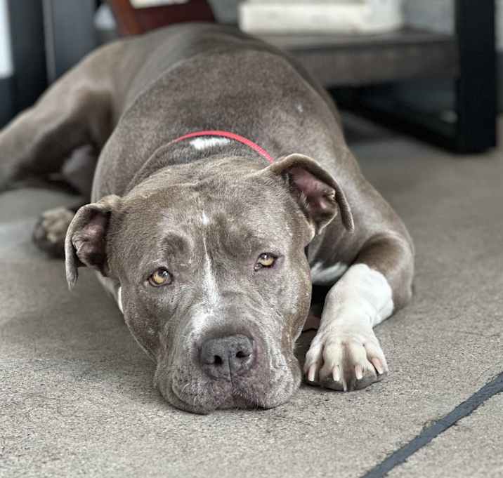 Photo of Goose