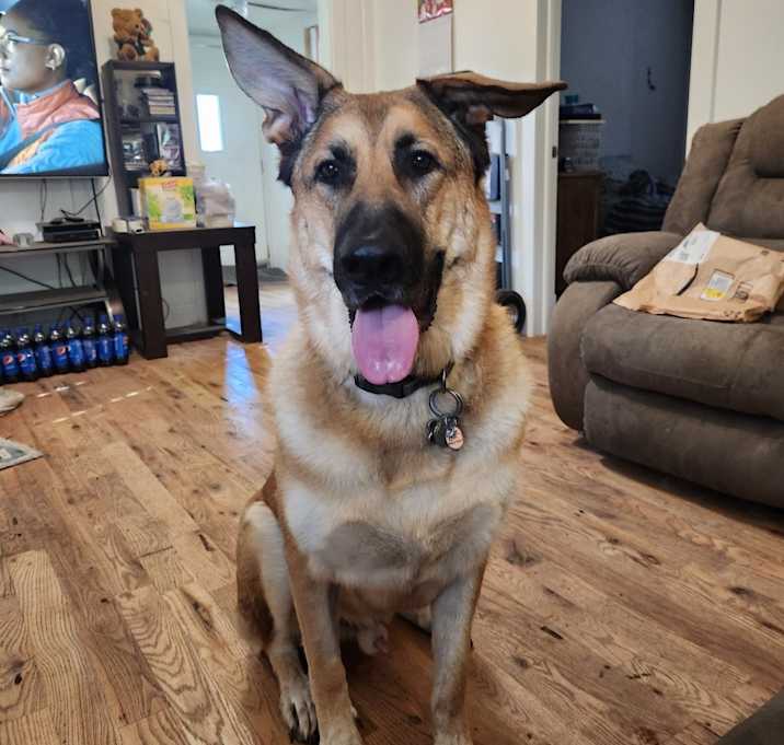 Photo of Harley Simba Davidson