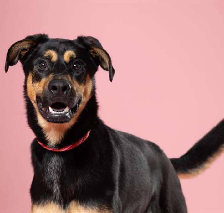 Photo of SAMSON*