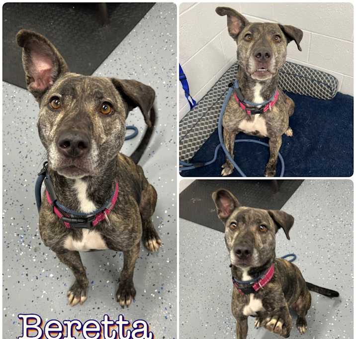 Photo of Beretta - SPONSORED