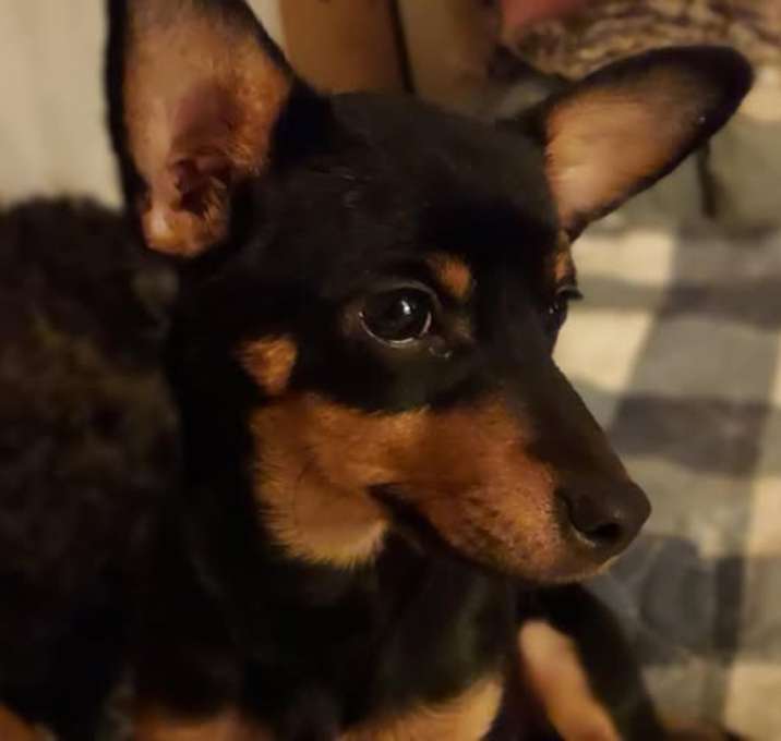 Photo of Minnie (Pending Adoption)