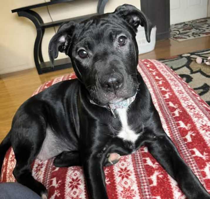 Photo of Maple (pending adoption)