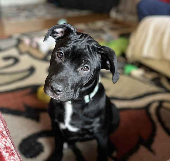 Photo of Ivy