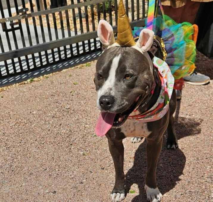 Photo of Keto - needs a foster please