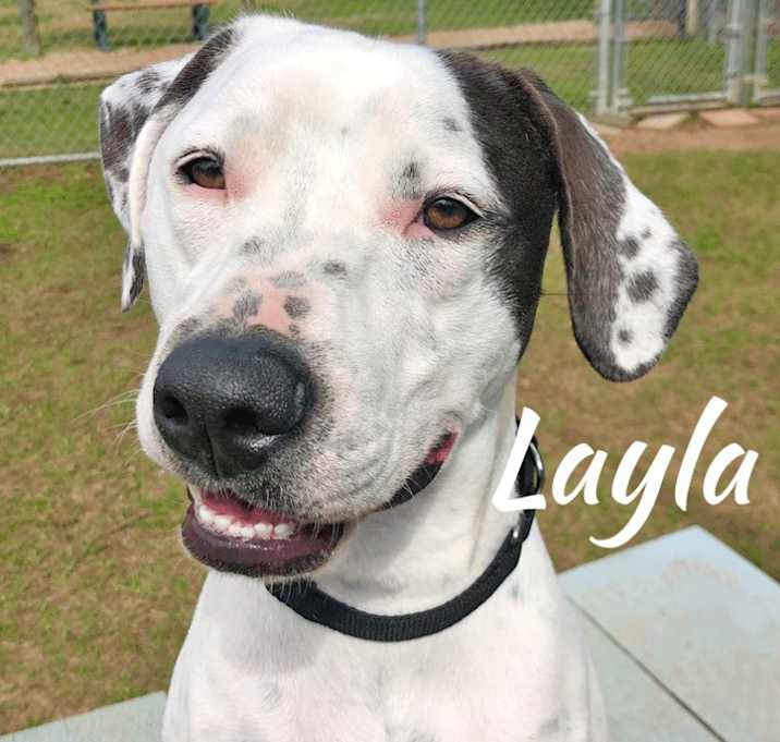 Photo of Layla