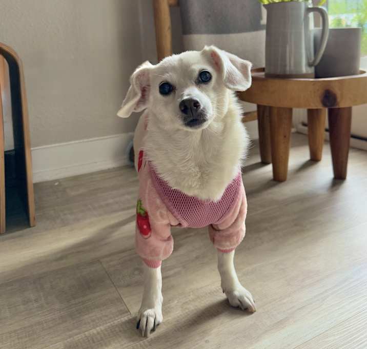 Photo of Maggi