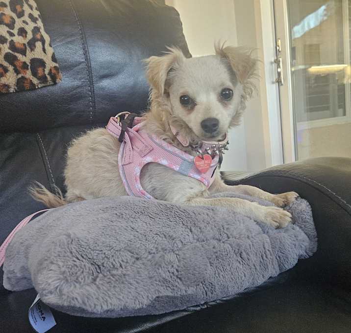 Photo of Brittany