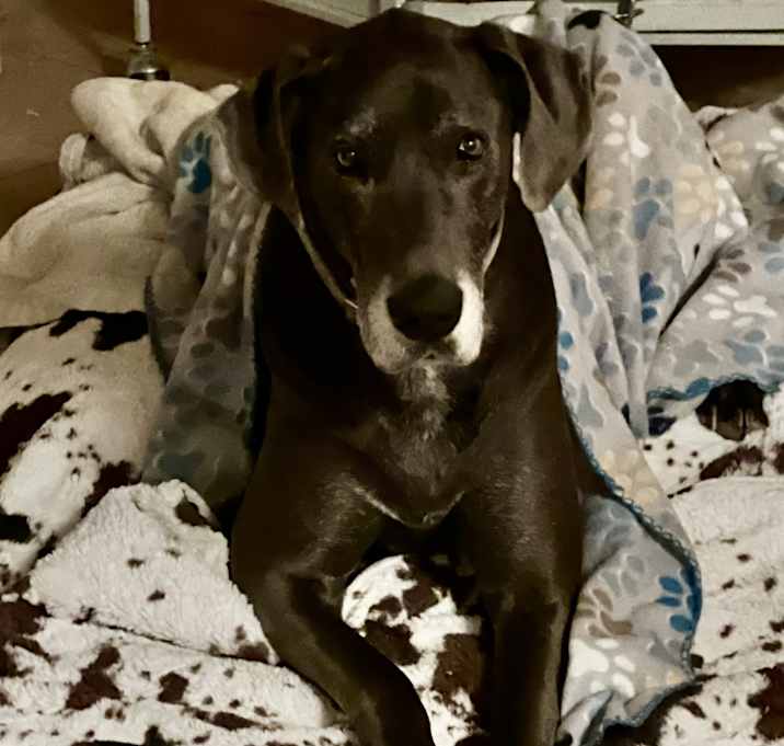 Photo of Stella