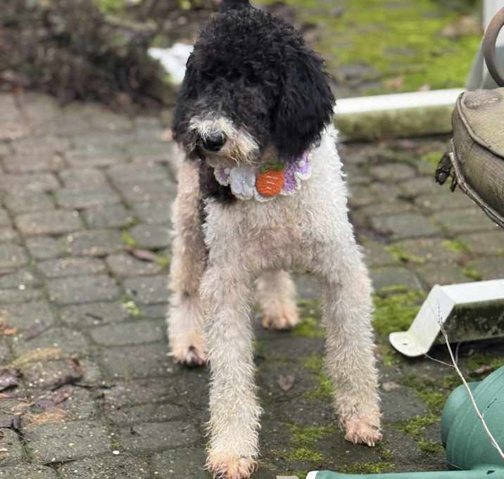 Photo of Lyric