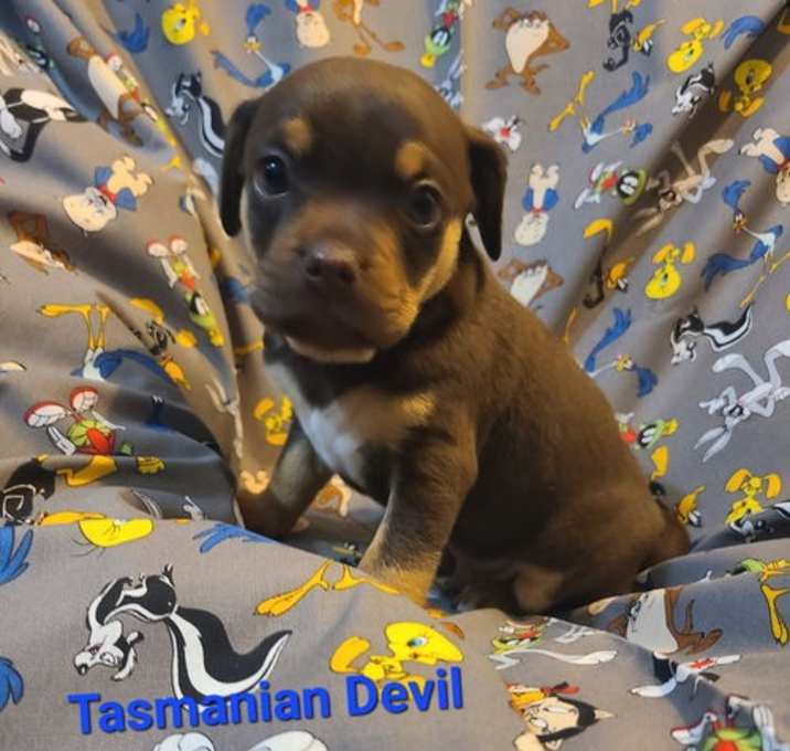Photo of Looney Tunes Litter - Taz