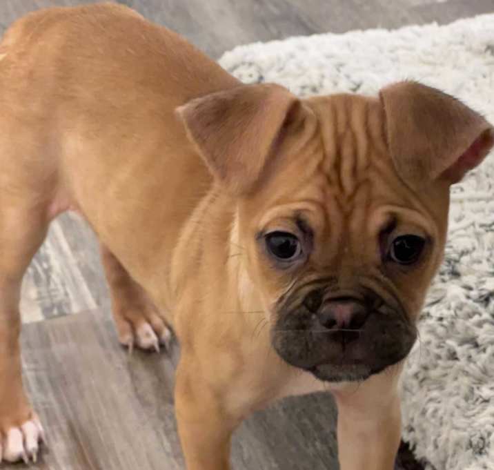 Photo of Daphne