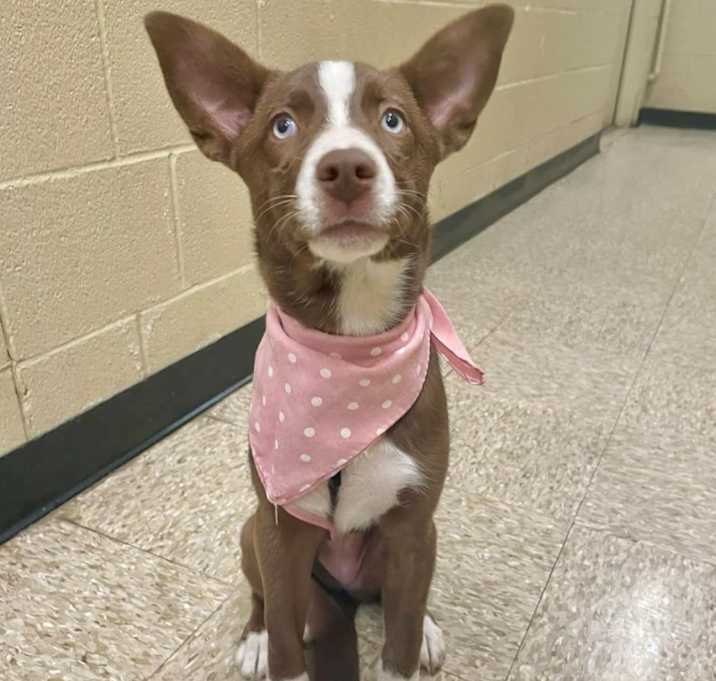 Photo of Bluebell