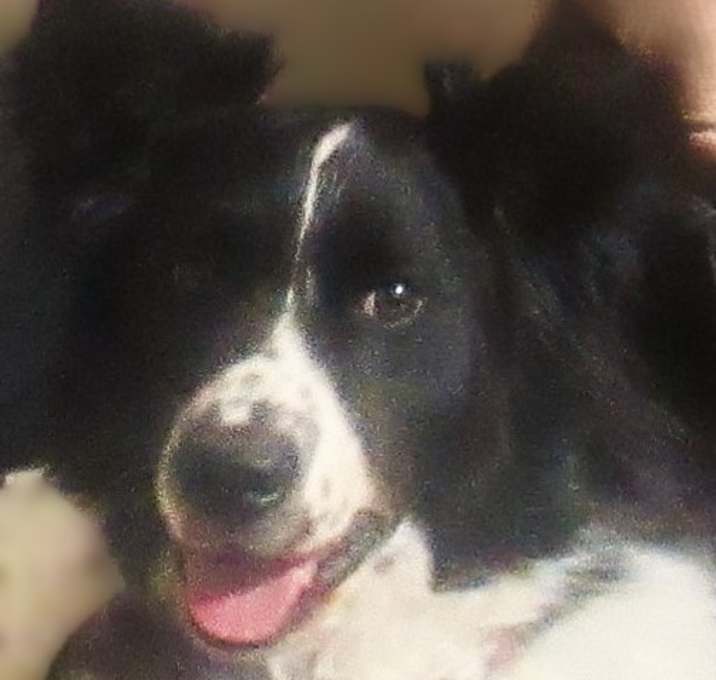Photo of Murphy "I've Been Adopted"
