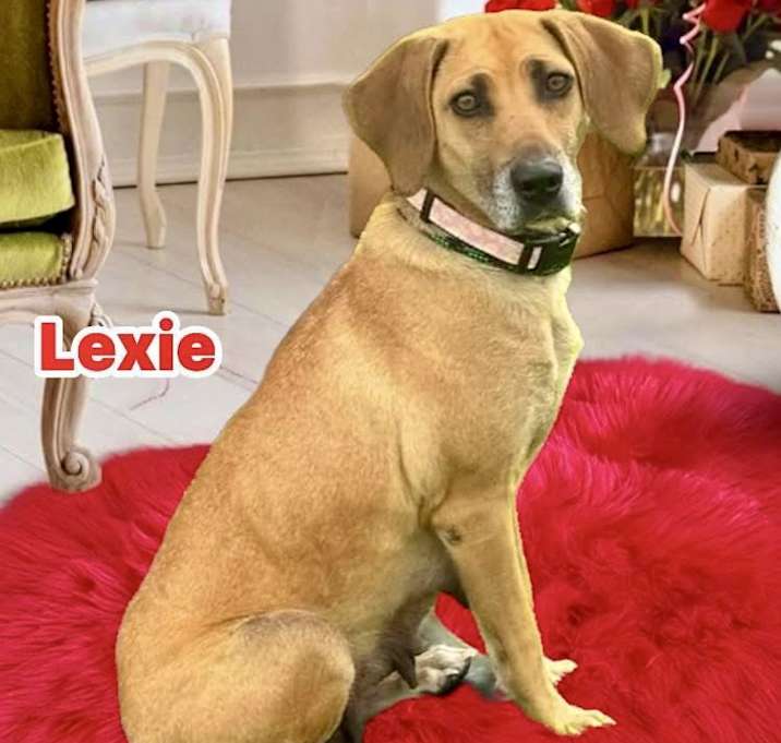 Photo of Lexie