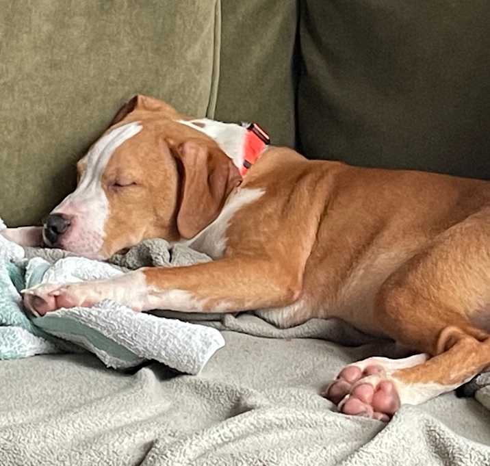 Photo of Braxton 
