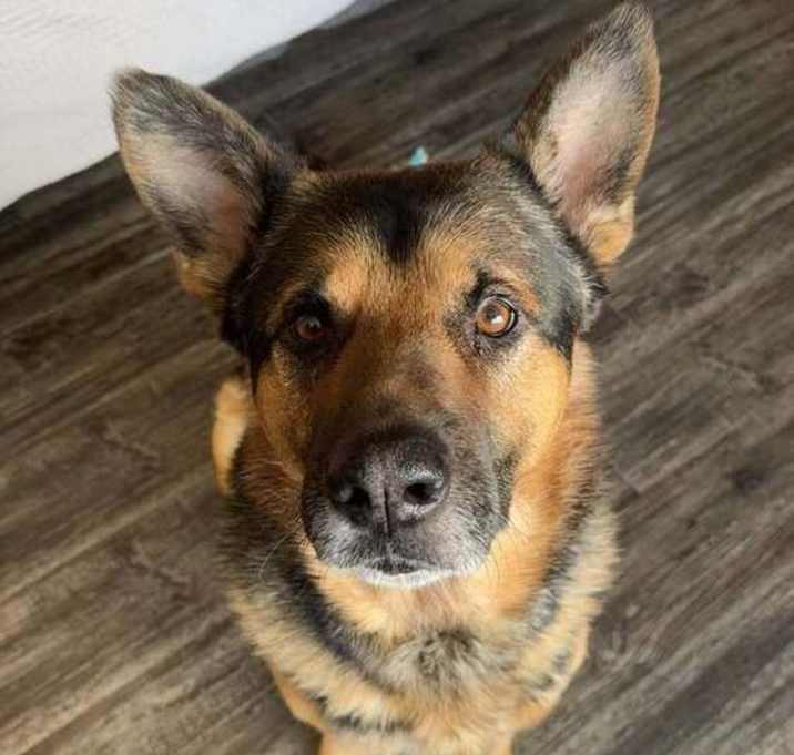 Photo of Archie