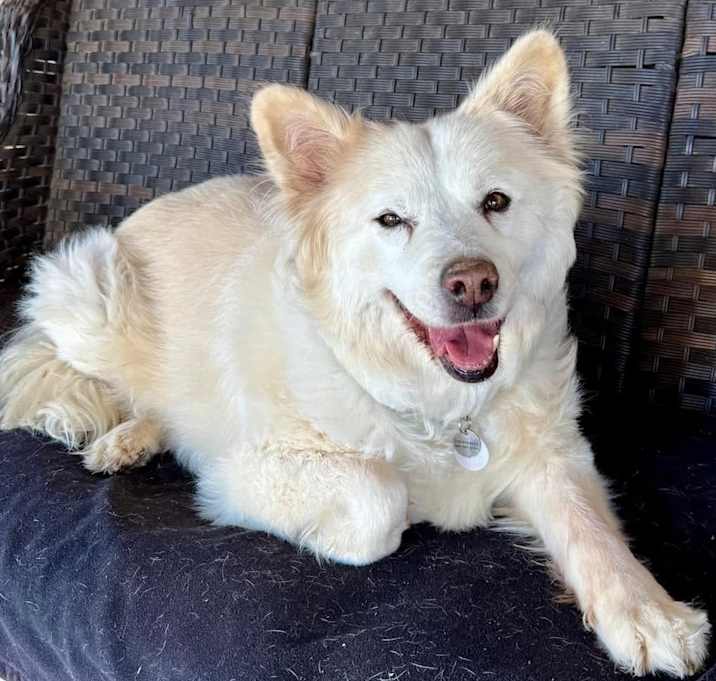 Photo of Suki 