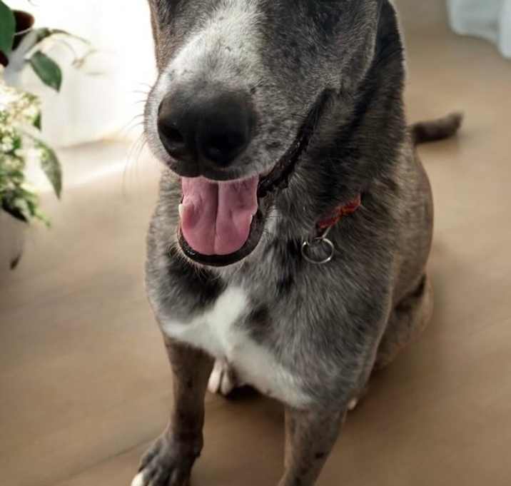 Photo of Callie