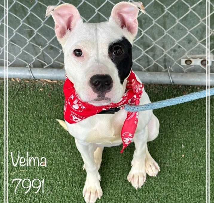 Photo of VELMA