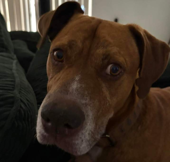 Photo of Hilo