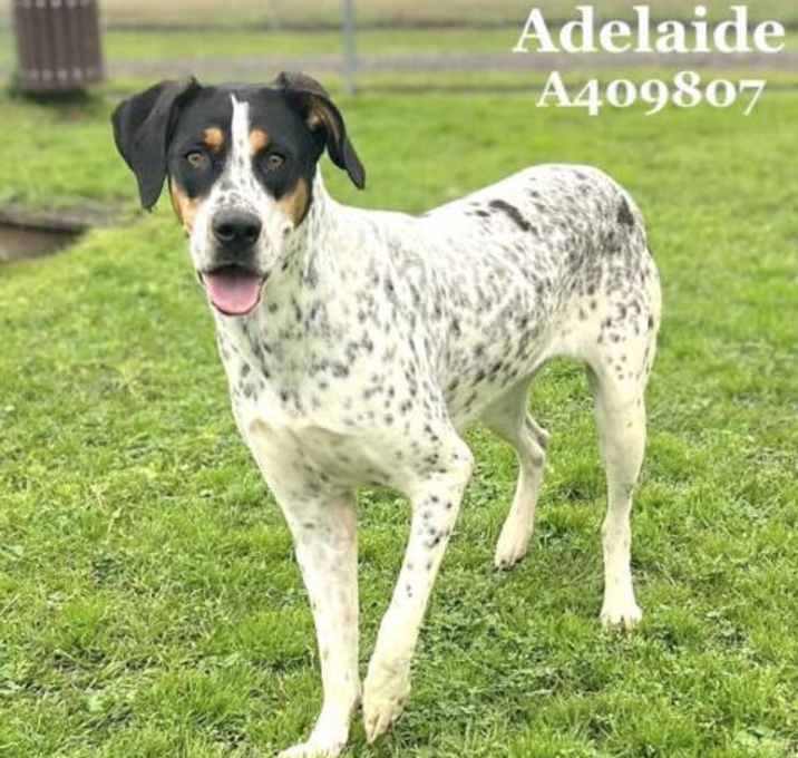 Photo of ADELAIDE
