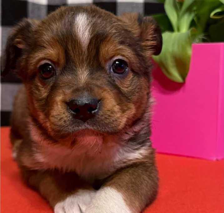 Photo of Romeo