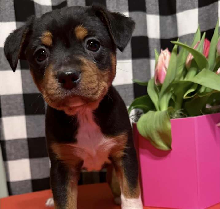 Photo of Rose