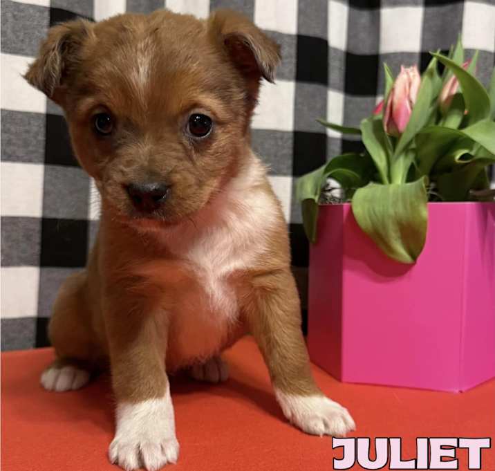 Photo of Juliet