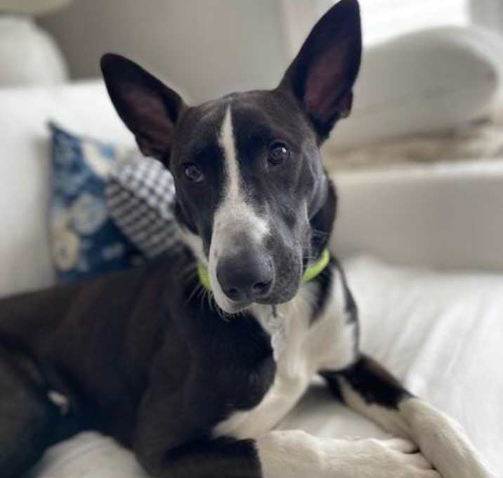 Photo of Pedro