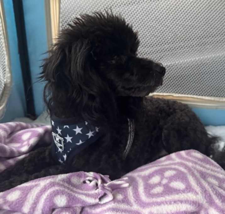 Photo of Banjo adoption pending!