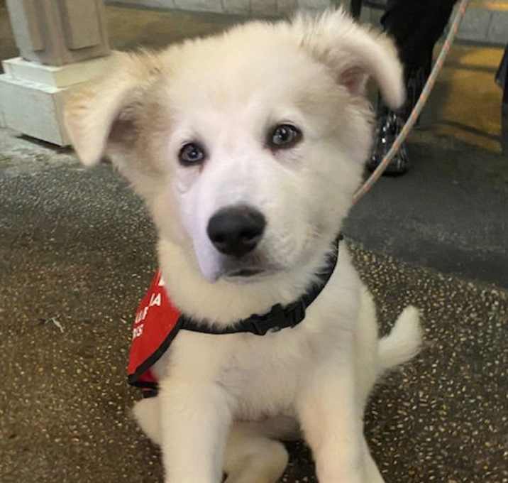 Photo of Koa