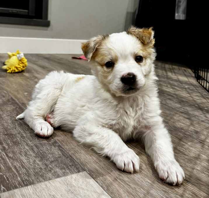 Photo of Balto
