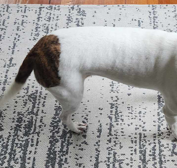 Photo of Penelope