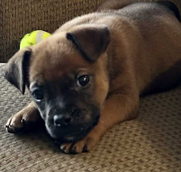 Photo of Pip