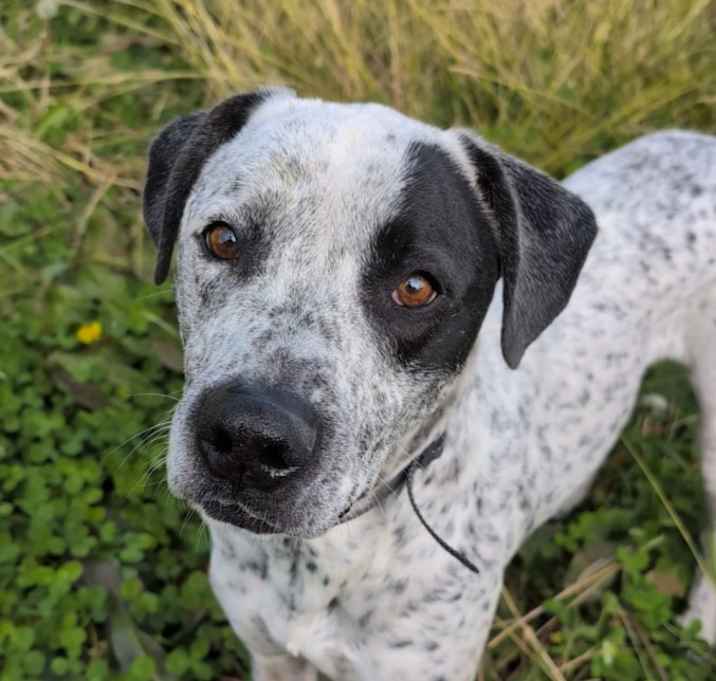 Photo of Goose