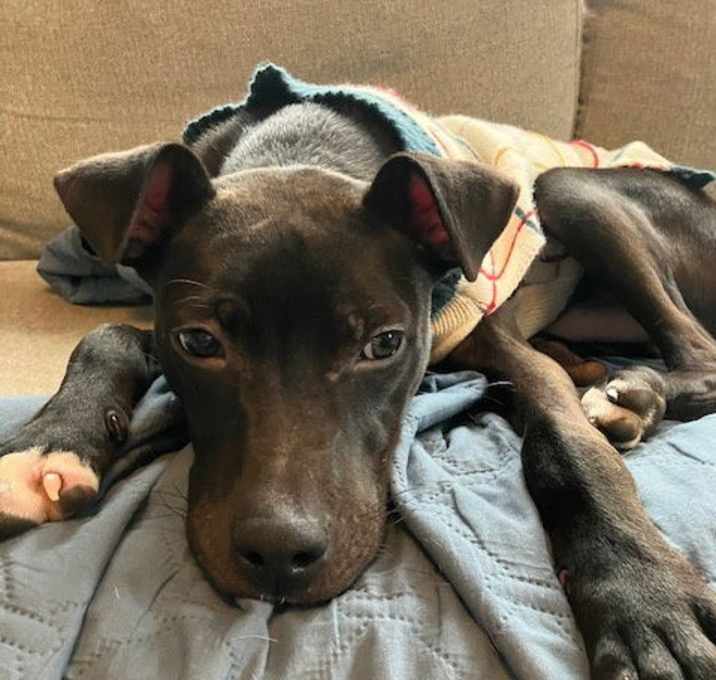 Photo of Prancer