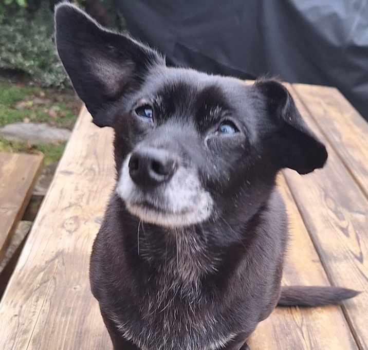 Photo of Walter,gets along with all!
