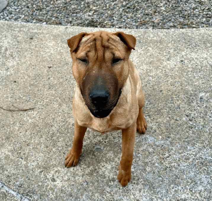 Photo of Barkley